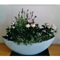 Blumen Bruns Jasmin Guse Achim