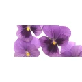 Logo Blumen Engebrecht