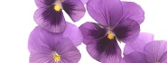 Logo Blumen Engebrecht