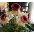 Blumen-Fee Reichenbach, Oberlausitz