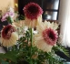 Logo Blumen-Fee