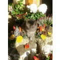 Blumenladen in Halle Saale bietet Blumen, Pflanzen, Gestecke f&uuml;r jeden Anlass