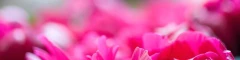 Logo Blumen Kaufmehl
