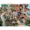 Blumen Kittsteiner Spalt