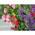 Blumen Klingel Kelkheim