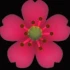 Logo Blumen + Kunst Inhaber Ingeborg Groß-Ruff