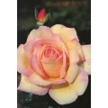 Blumen Meier Worms