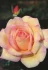 Logo Blumen Meier