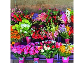 Blumen Risse Gartencenter Paderborn Öffnungszeiten