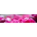 Logo Blumen-Ruf Hermann Ruf Inhaber Armin Hacker