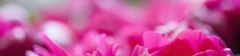 Logo Blumen-Ruf Hermann Ruf Inhaber Armin Hacker