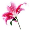 Logo Blumen S&ouml;rensen