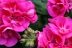Logo Blumen T&uuml;mmers