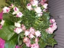 Logo Blumenfee Sandhofen