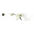 Logo Blumenhaus Am Pfaffenteich