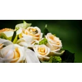 Logo Blumenhaus Brockmann