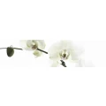 Logo Blumenhaus Dressler
