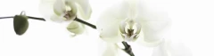 Logo Blumenhaus Dressler Blumengeschäft