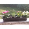 Blumenhaus Hanschmann Hannover