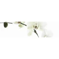 Logo Blumenhaus Heinrichs Inh. Judith Bauer