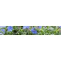Logo Blumenhaus Inh. W. Perner