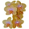 Logo Blumenhaus Orchidee Inh. Claudia Thomas