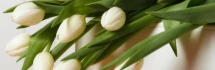 Logo Blumenhaus Piller GmbH