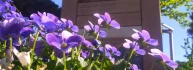 Logo Blumenhaus Sparr