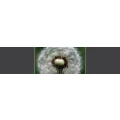 Logo Blumenladen Pusteblume