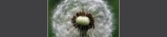 Logo Blumenladen Pusteblume