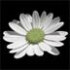 Logo Blumenstil Christina Weih