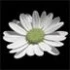 Logo Blumenstil Christina Weih