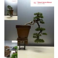Bonsai Garten Manser Altenbeken