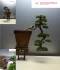 Logo Bonsai Garten Manser