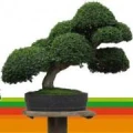 Logo Bonsai Winkler