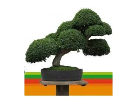 bonsai welche erde Bonsaierde Hausmischung 2 L main image 1