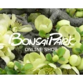 Bonsaipark Remscheid Remscheid