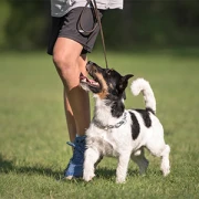 BOSSDOGS Hundeschule - Assistenzhunde - Therapiebegleithunde - Hundesportgeräte Stammbach