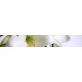 Logo Bosse Bestattungen, Inh. Carsten Ebeling e.K.