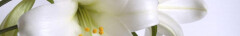 Logo Bosse Bestattungen, Inh. Carsten Ebeling e.K.