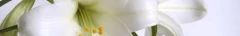 Logo Bosse Bestattungen, Inh. Carsten Ebeling e.K.