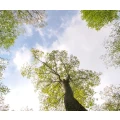 Logo Braun Arboristik