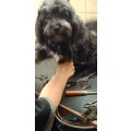Brigitte Grube Hundesalon Halle