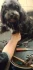 Logo Brigitte Grube Hundesalon