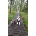 Brigitte Mayinger Hundeschule Bobingen