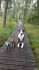 Logo Brigitte Mayinger Hundeschule
