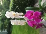 Logo Brillant Apotheke Irina Agapova