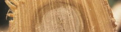 Logo BS Baumf&auml;lltechnik Baumpflege