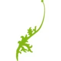 Logo Buchhandel Dietrich Kreh