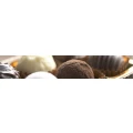 Logo Caf&eacute; u. Parthier Chocolaterie